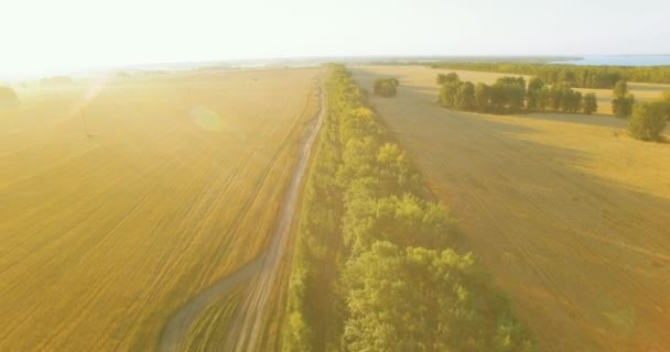 UHD 4K vista aérea. Vôo baixo sobre campo rural de trigo verde e amarelo e linha de árvore — Vídeo de Stock