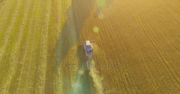 UHD 4K vista aérea. Vuelo bajo sobre cosechadora combina recoge el trigo en el campo rural amarillo . — Vídeos de Stock