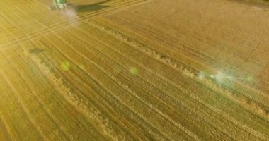 UHD 4k havadan görünümü. Düşük uçuş birleştirmek hasat toplar üzerinde sarı kırsal alan, buğday.