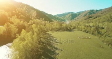 Taze dağ nehir ve güneşli yaz sabahı, çayır üzerinde havada uçuş. Kırsal toprak yol aşağıdaki.