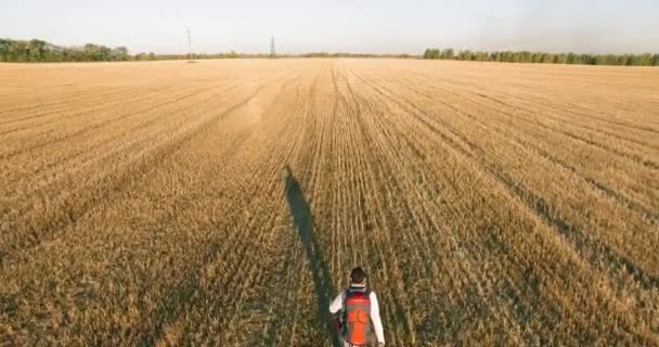 Lage vlucht over jongeman toeristische lopen over een groot tarweveld — Stockvideo