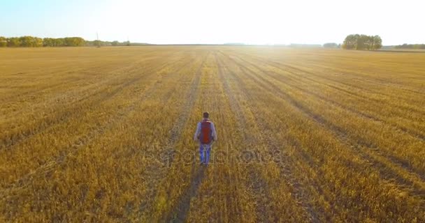 Bajo vuelo sobre joven turista caminando a través de un enorme campo de trigo — Vídeo de stock