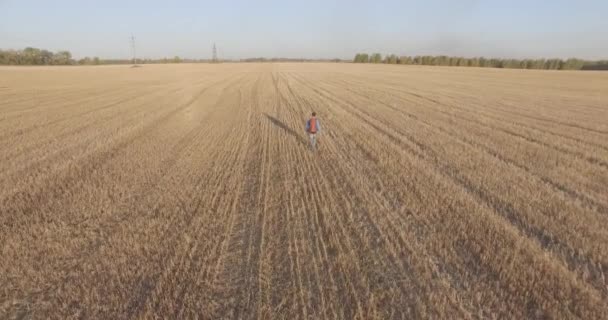 Alacsony repülés fiatalember turisztikai séta egy hatalmas búza mezőn át. Kezeket fel, győztes, boldog és a szabadság fogalma. — Stock videók