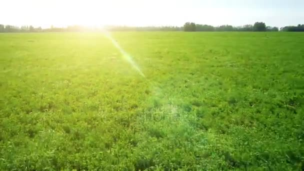 AEREO: volo basso sul campo di grano verde e giallo — Video Stock