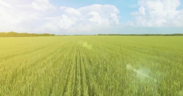 UHD 4k luchtfoto. Lage vlucht over groene en gele rural tarweveld — Stockvideo