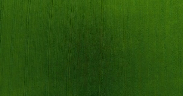 UHD 4K vista aérea. Vôo baixo sobre campo rural de trigo verde e amarelo. Movimento vertical . — Vídeo de Stock