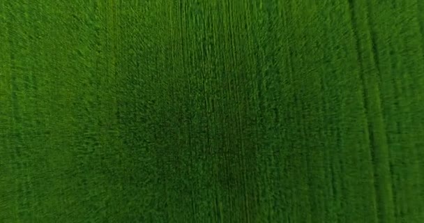 UHD 4K vue aérienne. Vol bas au-dessus du champ rural de blé vert et jaune. Mouvement vertical .
