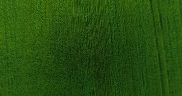 UHD 4K aerial view. Low flight over green and yellow wheat rural field. Vertical movement. — Stock Video