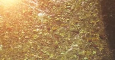 Güneşli yaz sabahında temiz ve taze bir dağ nehri üzerinde uçuşun ortasındayız. Üst görünüm ve yatay hareket