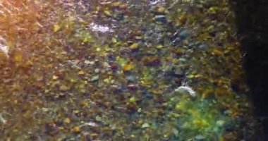 Güneşli yaz sabahında temiz ve taze bir dağ nehri üzerinde uçuşun ortasındayız. Üst görünüm ve yatay hareket