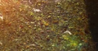 Güneşli yaz sabahında temiz ve taze bir dağ nehri üzerinde uçuşun ortasındayız. Üst görünüm ve yatay hareket