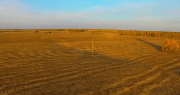 UHD 4K vue aérienne. Vol en vol au-dessus d'un champ rural jaune — Video