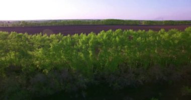 4 k hava manzara. Düşük uçuş yeşil ve sarı buğday kırsal alanın üzerine.