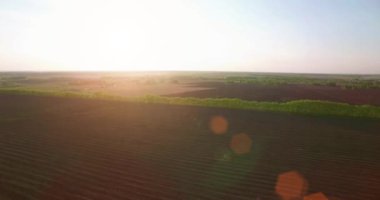 4 k hava manzara. Düşük uçuş yeşil ve sarı buğday kırsal alanın üzerine.