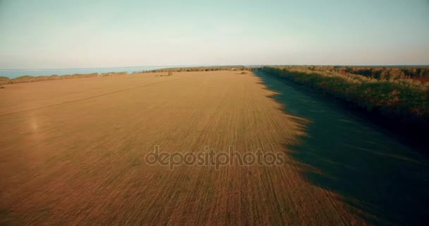 Vista aérea 4k. Vôo baixo sobre campo rural de trigo verde e amarelo . — Vídeo de Stock