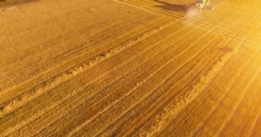 UHD 4k havadan görünümü. Düşük uçuş birleştirmek hasat toplar üzerinde sarı kırsal alan, buğday.