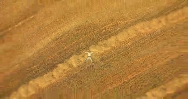 Aerial view. Vertical motion flight over man lying on yellow wheat field — Stock Video