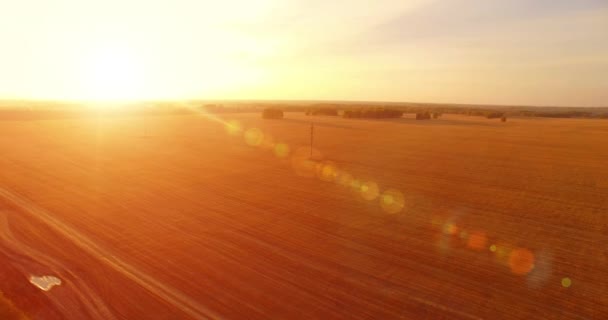 UHD 4K vista aérea. Vuelo en el aire sobre campo rural de trigo amarillo — Vídeos de Stock