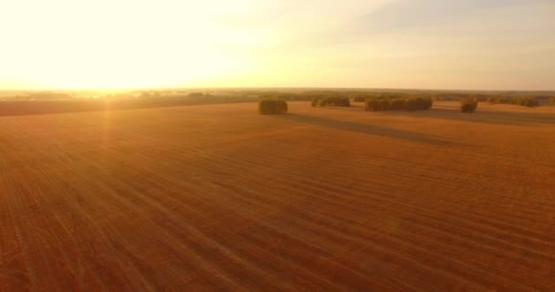 UHD 4K vista aérea. Vuelo en el aire sobre campo rural de trigo amarillo — Vídeos de Stock