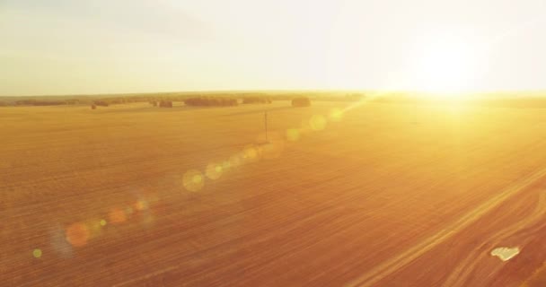 UHD 4K aerial view. Mid-air flight over yellow wheat rural field — Stock Video