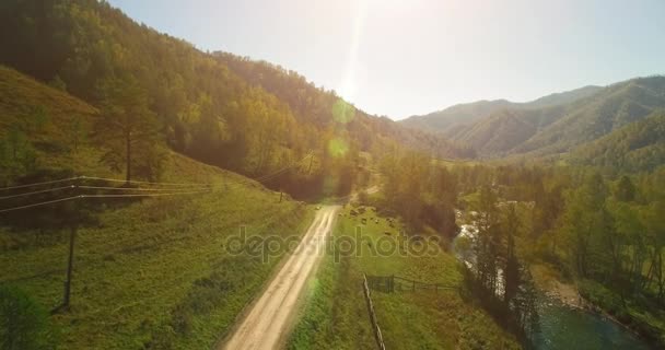 Vôo a meio do ar sobre o rio e o prado frescos da montanha na manhã ensolarada do verão. Estrada de terra rural abaixo. Vacas e carro . — Vídeo de Stock