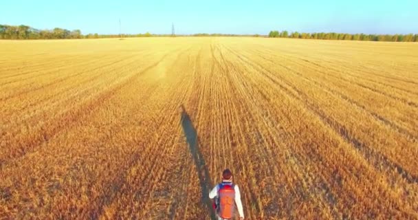 Niski Lot nad młody człowiek turystyczne przejście w poprzek pola pszenicy ogromne — Wideo stockowe