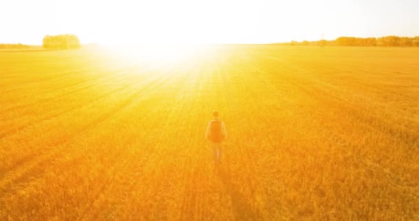 Basso volo sul giovane turista che cammina attraverso un enorme campo di grano — Video Stock