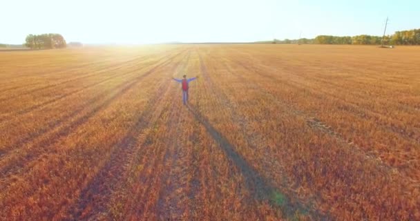 Un volo basso su un giovane turista che cammina attraverso un enorme campo di grano. Mani in alto, vincitore, felice e concetto di libertà . — Video Stock