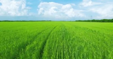 UHD 4k havadan görünümü. Düşük uçuş yeşil ve sarı buğday kırsal alanın üzerine