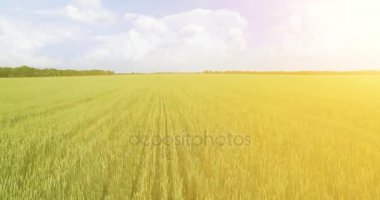UHD 4k havadan görünümü. Düşük uçuş yeşil ve sarı buğday kırsal alanın üzerine