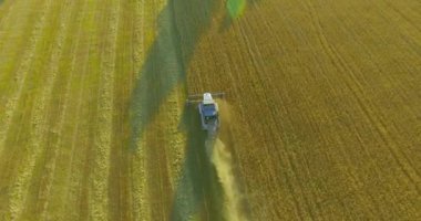 UHD 4k havadan görünümü. Düşük uçuş birleştirmek hasat toplar üzerinde sarı kırsal alan, buğday.