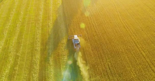 Widok z lotu ptaka UHD 4k. Niski Lot nad Kombajn zbożowy gromadzi pszenicy w żółtym polu obszarów wiejskich. — Wideo stockowe