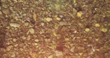 Güneşli yaz sabahında temiz ve taze bir dağ nehri üzerinde uçuşun ortasındayız. Üst görünüm ve yatay hareket