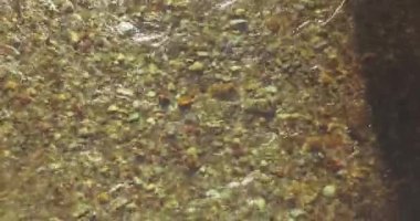 Güneşli yaz sabahında temiz ve taze bir dağ nehri üzerinde uçuşun ortasındayız. Üst görünüm ve yatay hareket