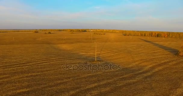 UHD 4K vista aérea. Vuelo en el aire sobre el campo rural amarillo — Vídeo de stock