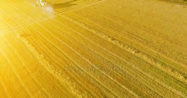 UHD 4k luchtfoto. Lage vlucht over combine harvester verzamelt de tarwe op geel landelijke veld. — Stockvideo