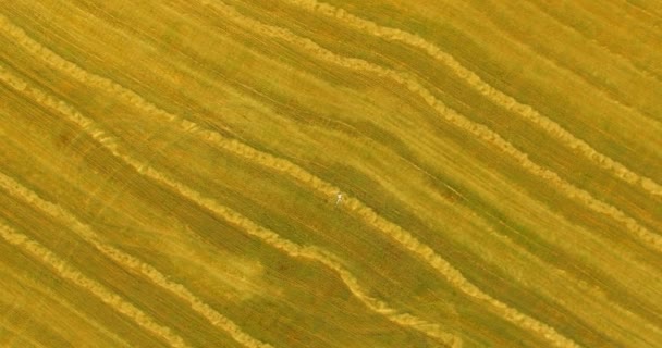 Aerial view. Vertical motion flight over man lying on yellow wheat field — Stock Video