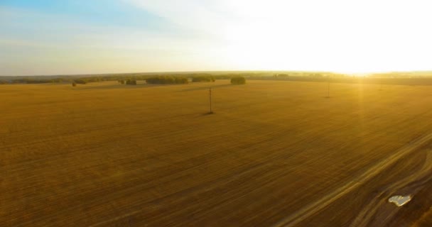 UHD 4K vista aérea. Vuelo en el aire sobre campo rural de trigo amarillo — Vídeos de Stock