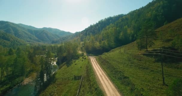 Mid air flight over fresh mountain river and meadow at sunny summer morning. Rural dirt road below. Cows and car. — Stock Video