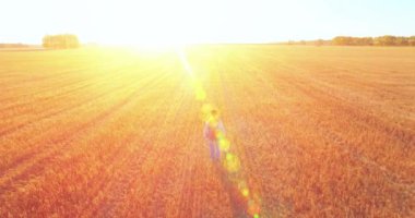 Bir büyük buğday tarlada yürüyen genç adam turist üzerinde düşük uçuş