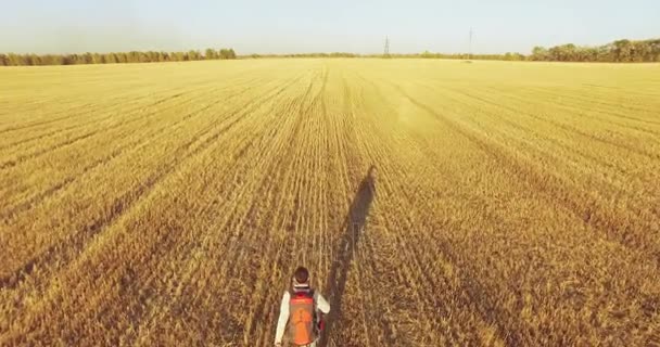 Bir büyük buğday tarlada yürüyen genç adam turist üzerinde düşük uçuş — Stok video