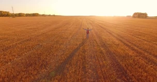 Низкий полет над молодым туристом, идущим по огромному пшеничному полю. Руки вверх, победитель, счастлив и свободен . — стоковое видео