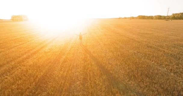 Un volo basso su un giovane turista che cammina attraverso un enorme campo di grano. Mani in alto, vincitore, felice e concetto di libertà . — Video Stock