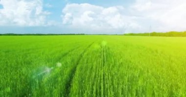 UHD 4k havadan görünümü. Düşük uçuş yeşil ve sarı buğday kırsal alanın üzerine