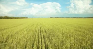 UHD 4k havadan görünümü. Düşük uçuş yeşil ve sarı buğday kırsal alanın üzerine