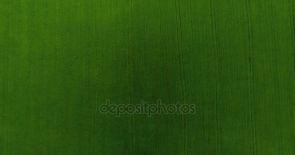 UHD 4K aerial view. Low flight over green and yellow wheat rural field. Vertical movement. — Stock Video