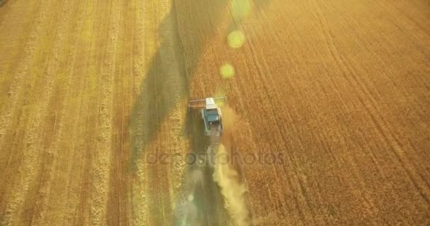 UHD 4K vista aérea. Vuelo bajo sobre cosechadora combina recoge el trigo en el campo rural amarillo . — Vídeo de stock