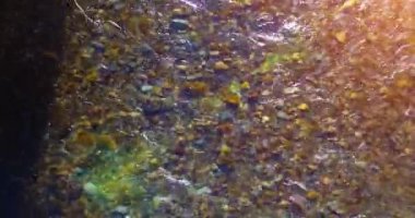 Güneşli yaz sabahında temiz ve taze bir dağ nehri üzerinde uçuşun ortasındayız. Üst görünüm ve yatay hareket