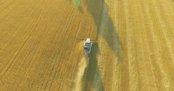 UHD 4K vista aérea. Vuelo bajo sobre cosechadora combina recoge el trigo en el campo rural amarillo . — Vídeo de stock