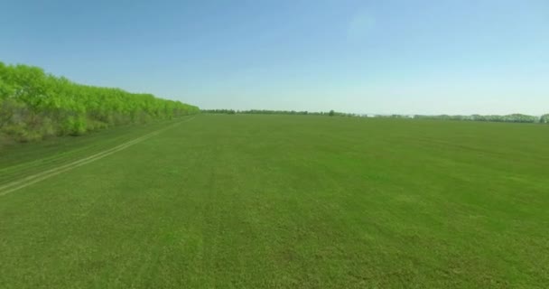 Vista aérea 4k. Vôo baixo sobre campo rural de trigo verde e amarelo . — Vídeo de Stock